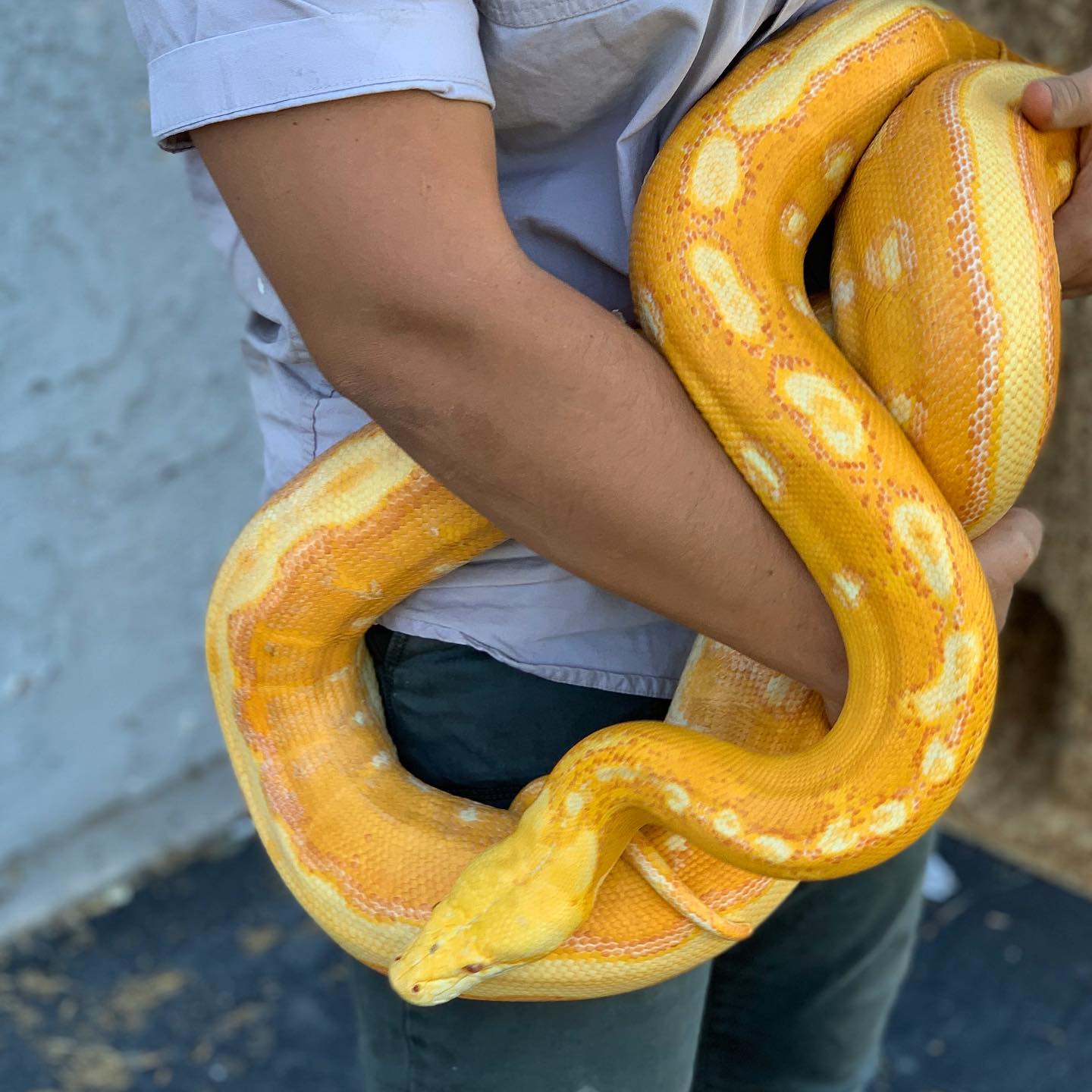 The Reptile - 😯😦😧😮😲😶 🤯🤯🤯 HOW!! The color on this guy is out of this ...