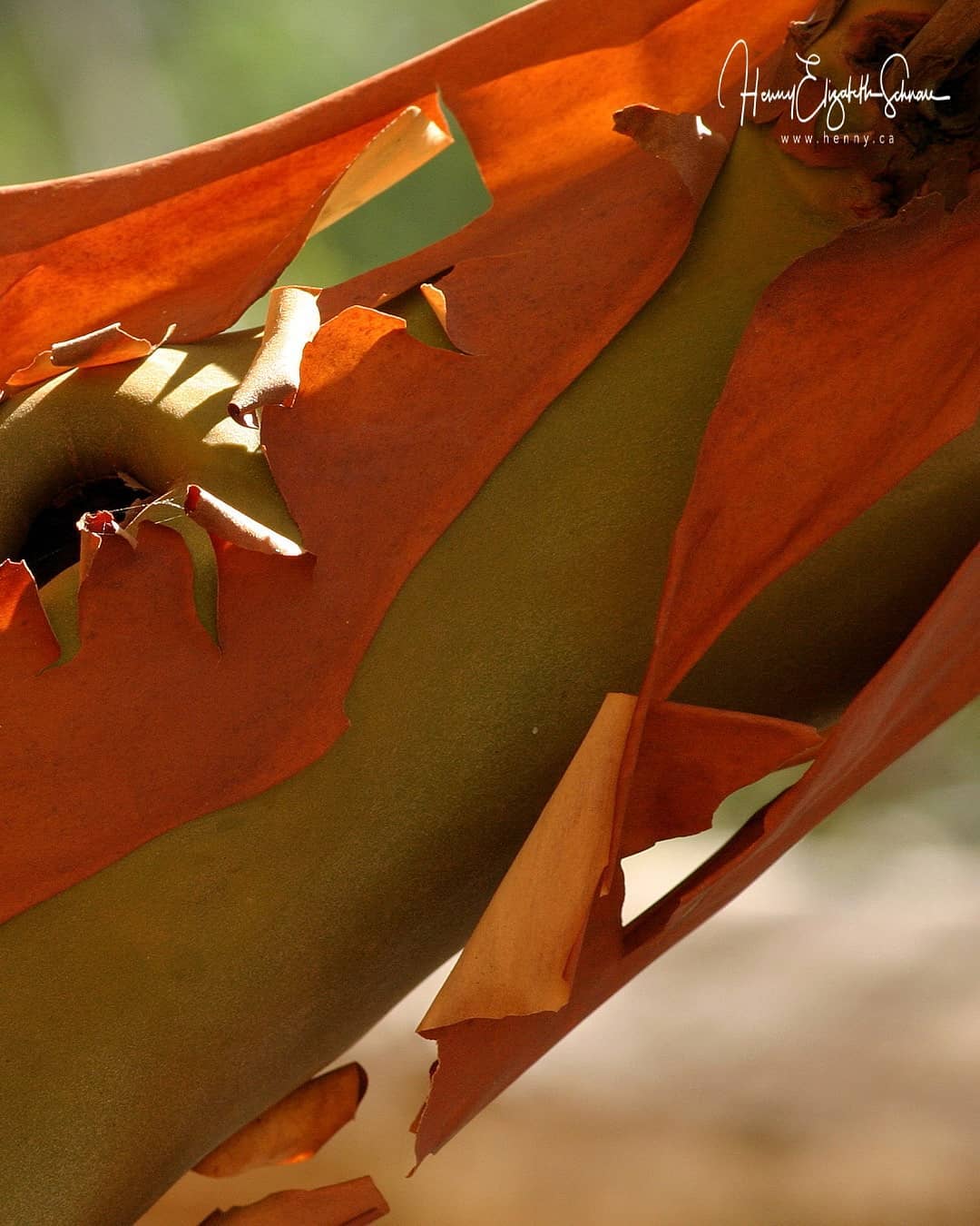 More detail about the Arbutus tree. Also known as the Madrona it is ...