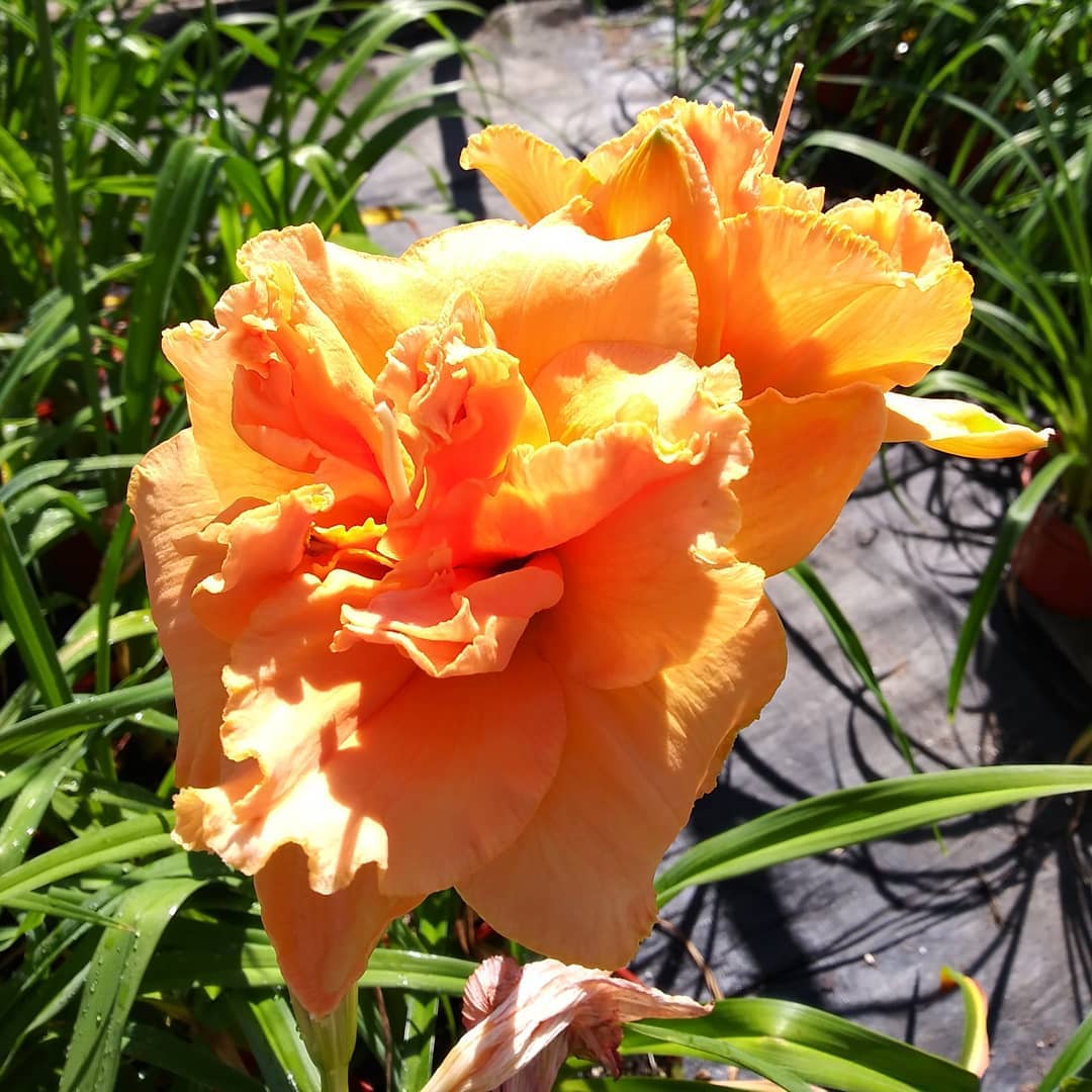 Daylilies 😁 @ Hanson's Garden Village of Rhinelander, WI