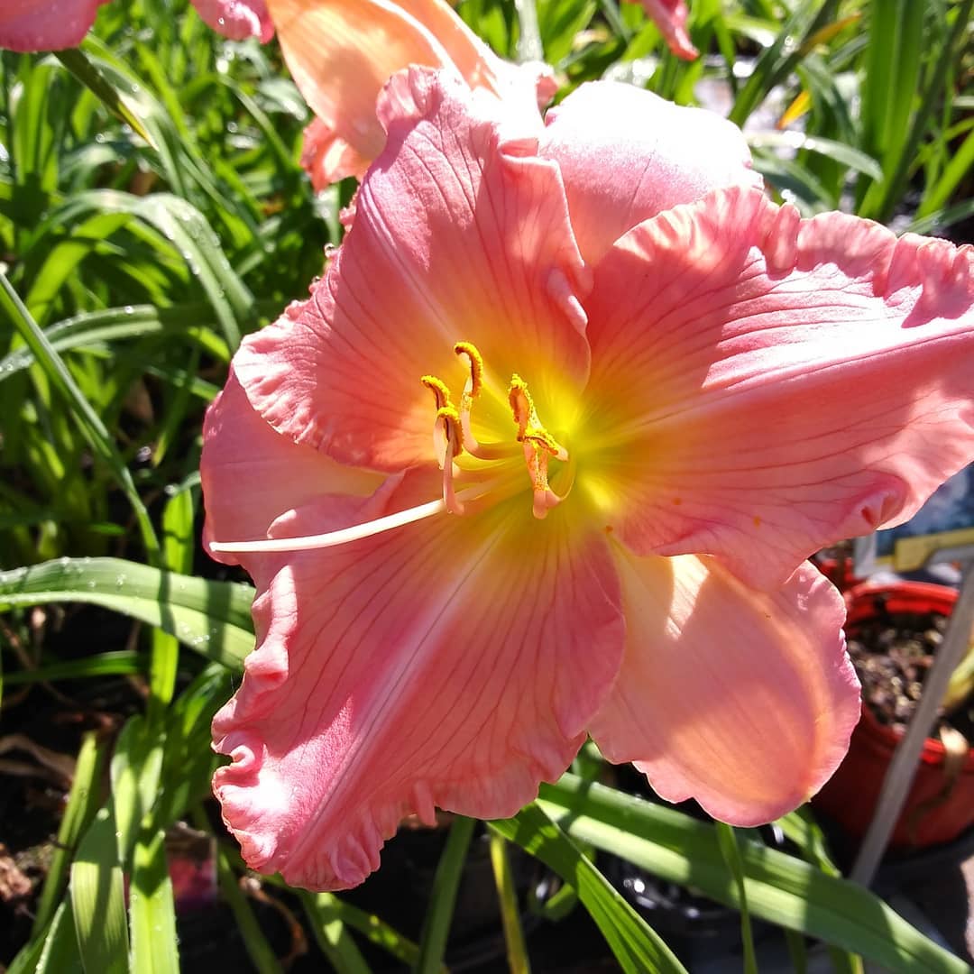 Daylilies 😁 @ Hanson's Garden Village of Rhinelander, WI