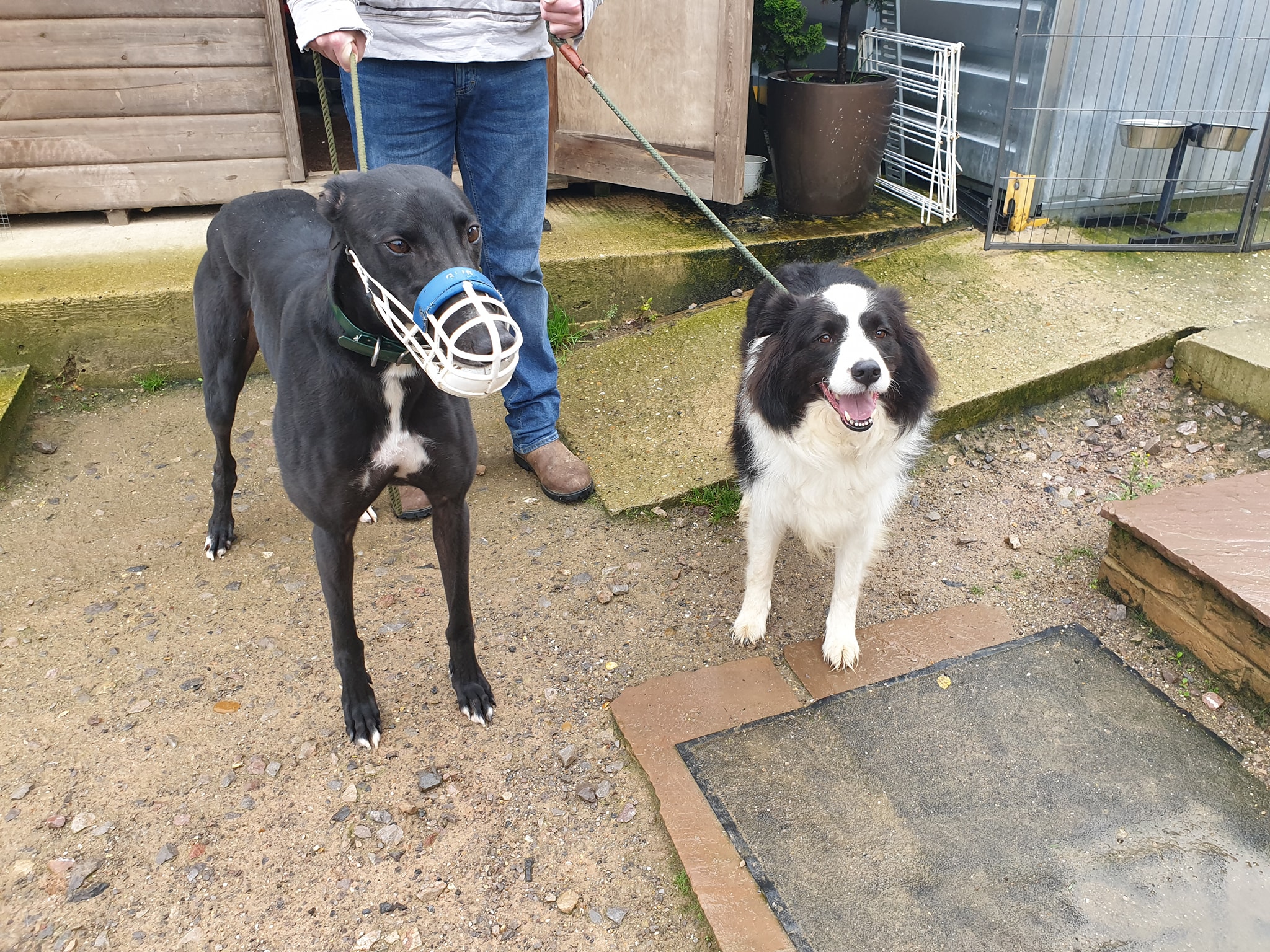 Barley Kennels Greyhound Trust Homing Centre Home Facebook