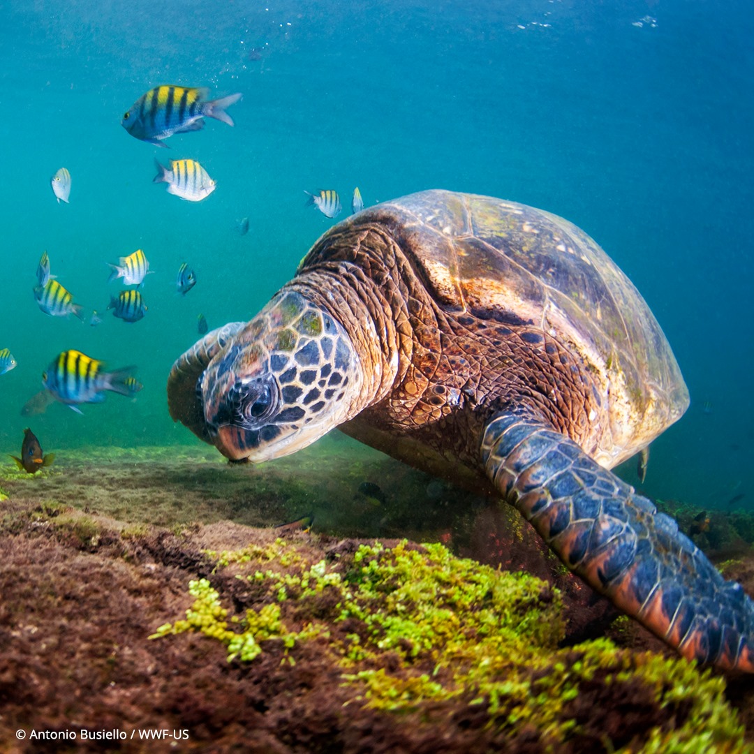 World Wildlife Fund - Sea turtles have roamed the Earth’s oceans for ...