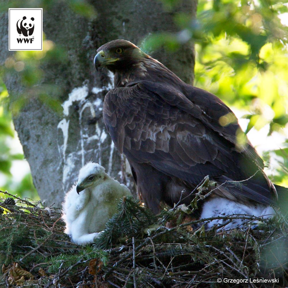 WWF Polska - Orzeł przedni jest jednym z największych ptaków ...