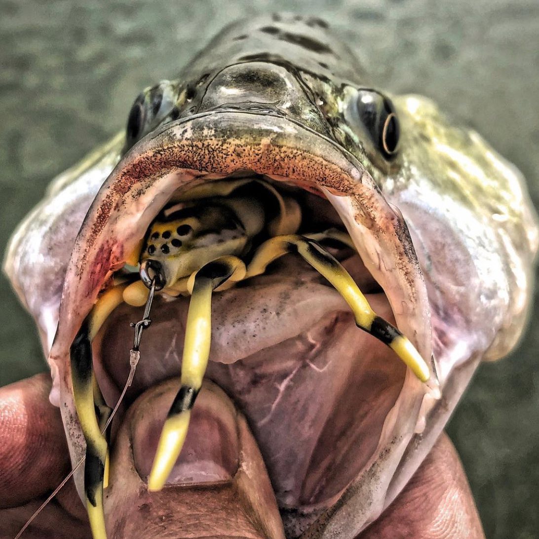bass spider lure Phantom Lunkerhunt Phantom Spider Fishing Lure