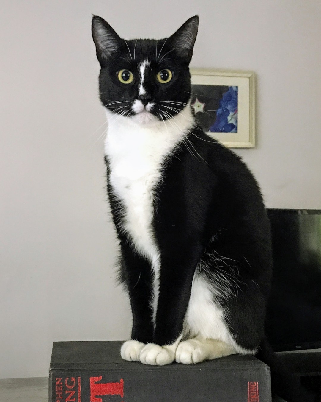Beatrice - It's National Respect Your Cat Day! This little girl's name ...