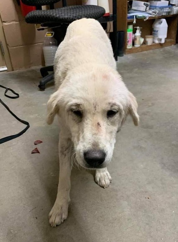Meet Olive and her new ALR family of... - Atlanta Lab Rescue | Facebook