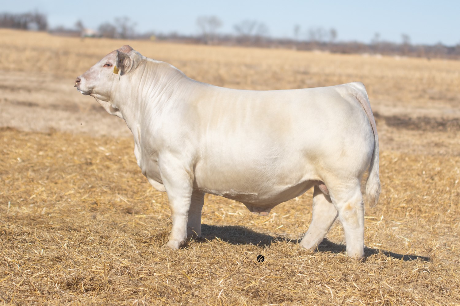 Denver Pen Bull Preview: CCC 2B... - Cody Cattle Company | Facebook