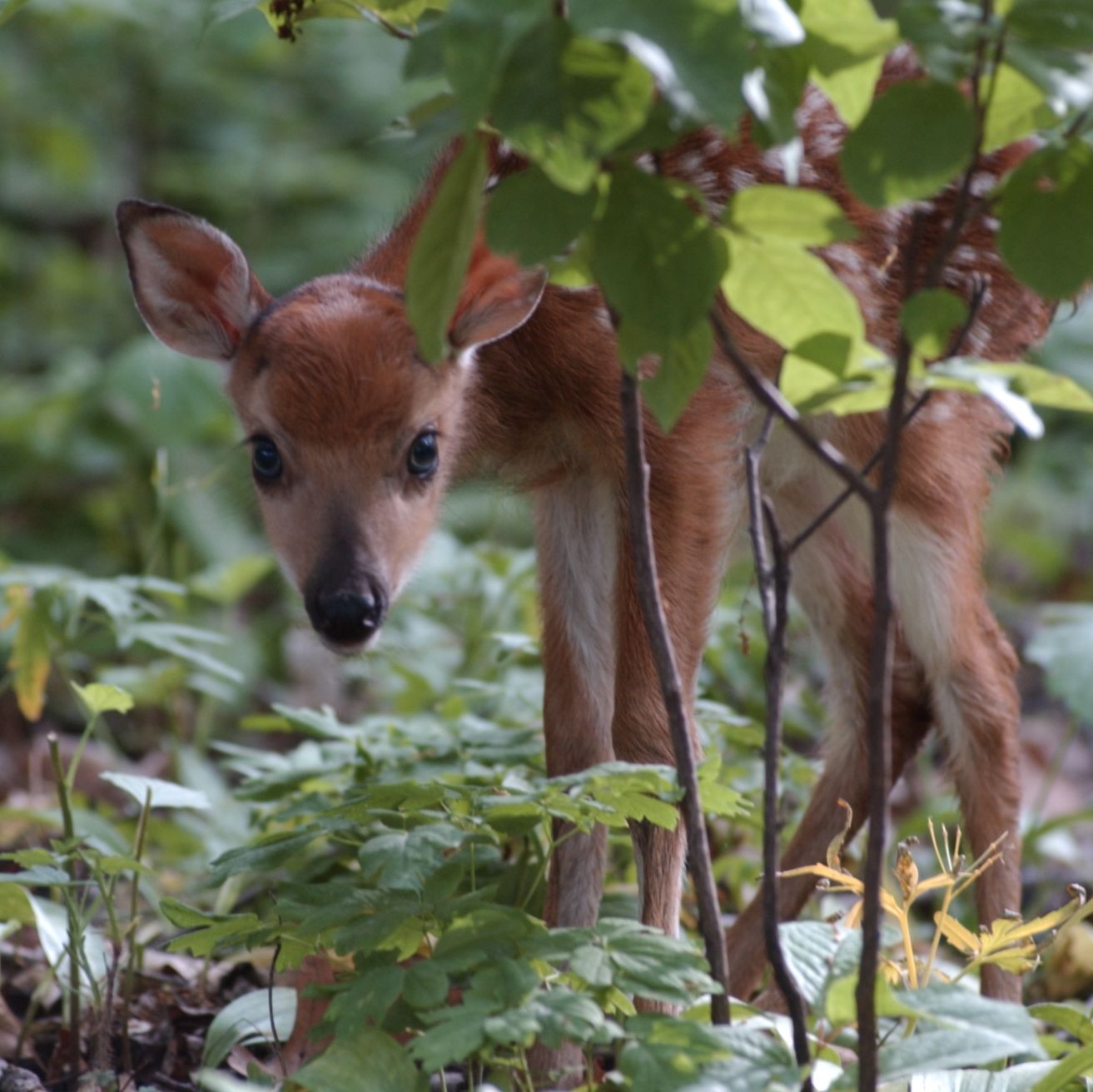 Iowa Department of Natural Resources - 🦌 Baby fawn? Mom's likely nearby ...