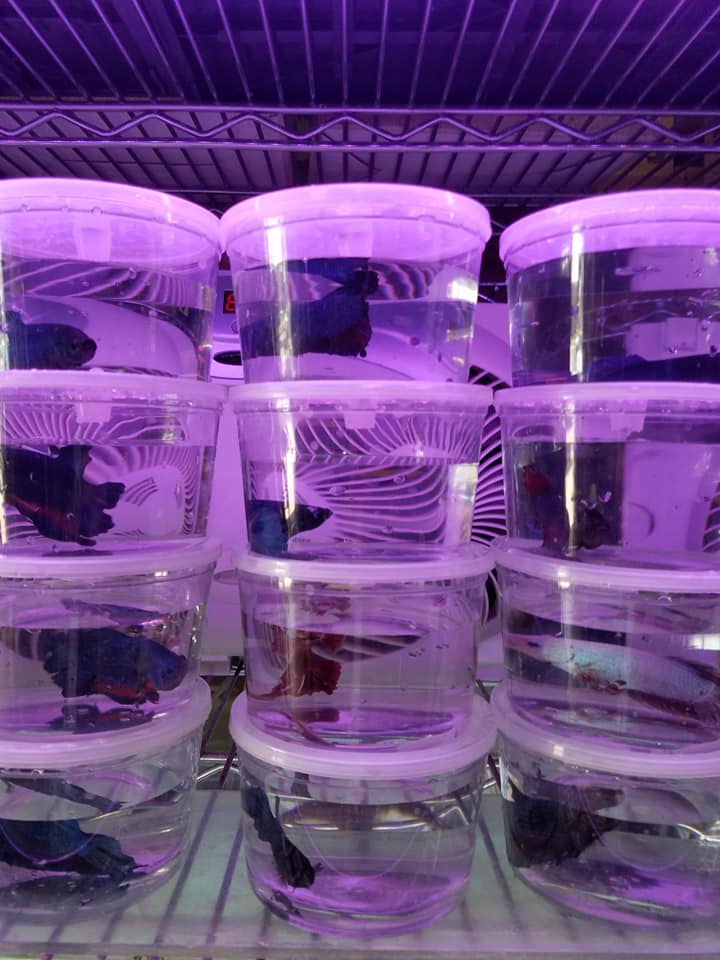DD Fish-Pets | Santa Ana CA