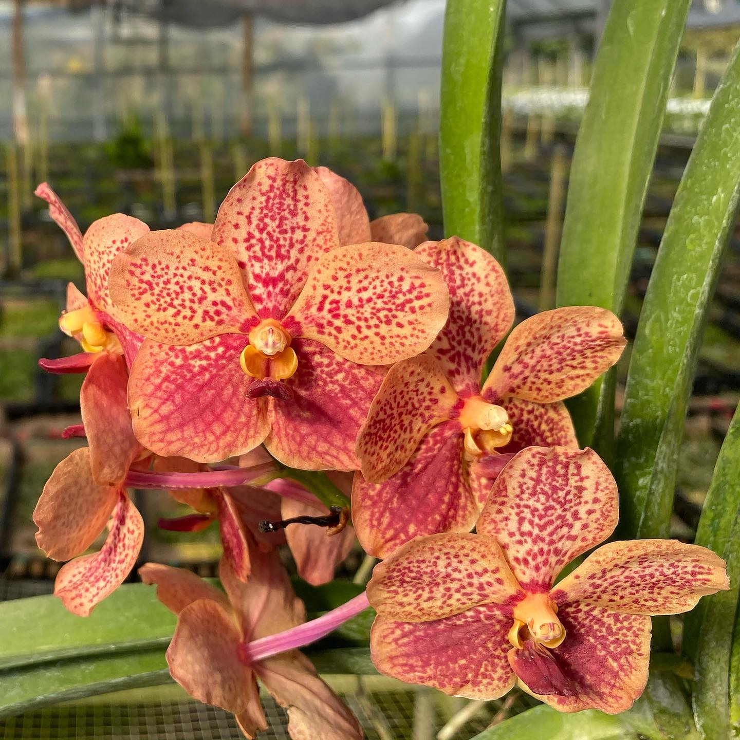 Motes - Vanda Foxy Lady x V. Motes Mandarin (2099), now available