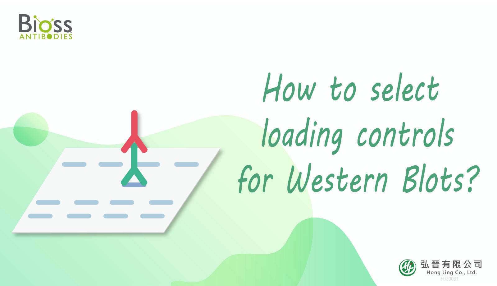弘晉有限公司 - #專刊 #如何挑選loading control 在任何 Western blot 實驗...