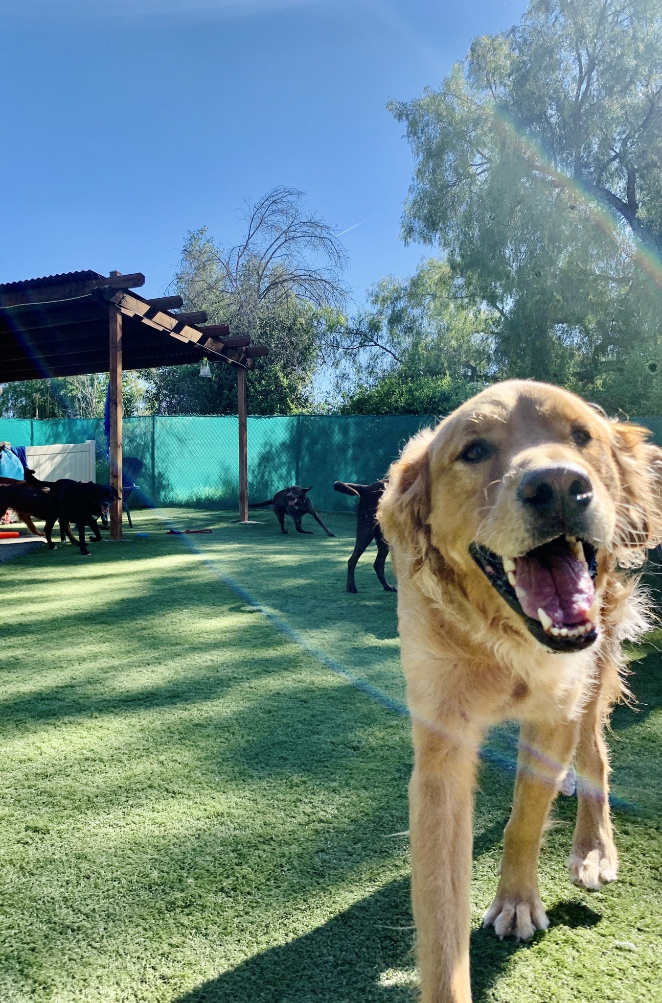 Spring Creek Kennel &... - Spring Creek Kennel & Cattery