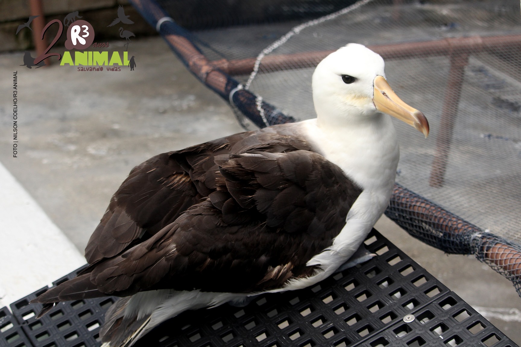 Associação R3 Animal added a new photo. - Associação R3 Animal