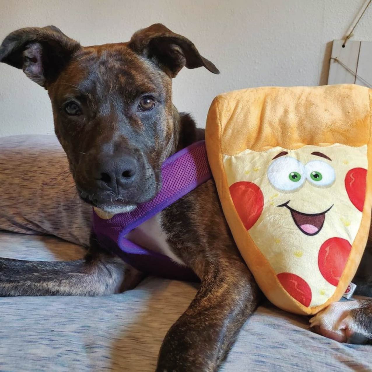 This pupperoni wants... - Spot Brand Pet Toys & Accessories | Facebook
