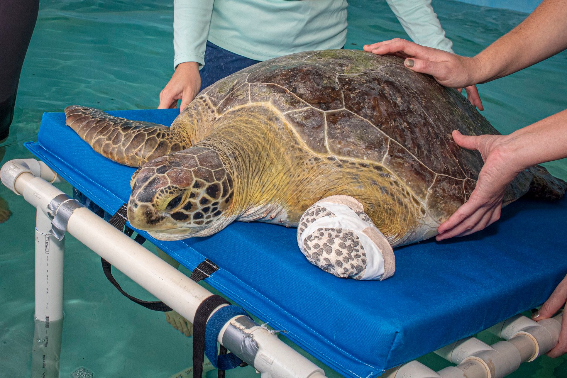 Brevard Zoo - This green sea turtle was brought to us...