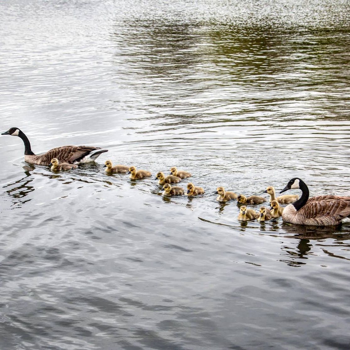 Iowa - The average Canada goose nest has about 4 to 6 eggs, but that's ...