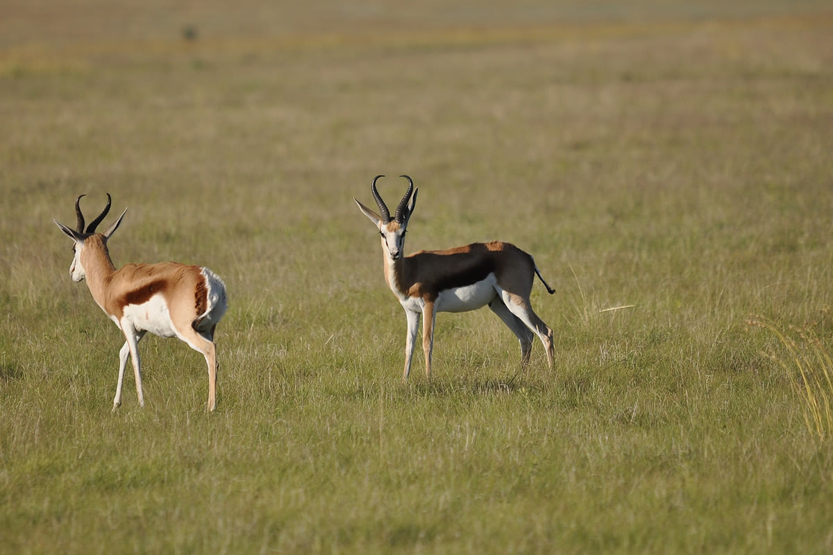 Plettenberg Bay Game Reserve - DID YOU KNOW? The SPRINGBUCK, which is ...