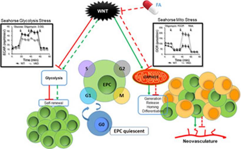 Stem Cells Portal - Wnt Signaling and EPC Metabolism Researchers from ...