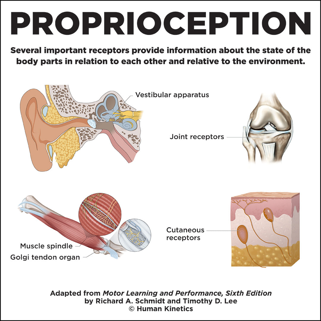 Human Kinetics - Proprioception refers to sensing the... | Facebook