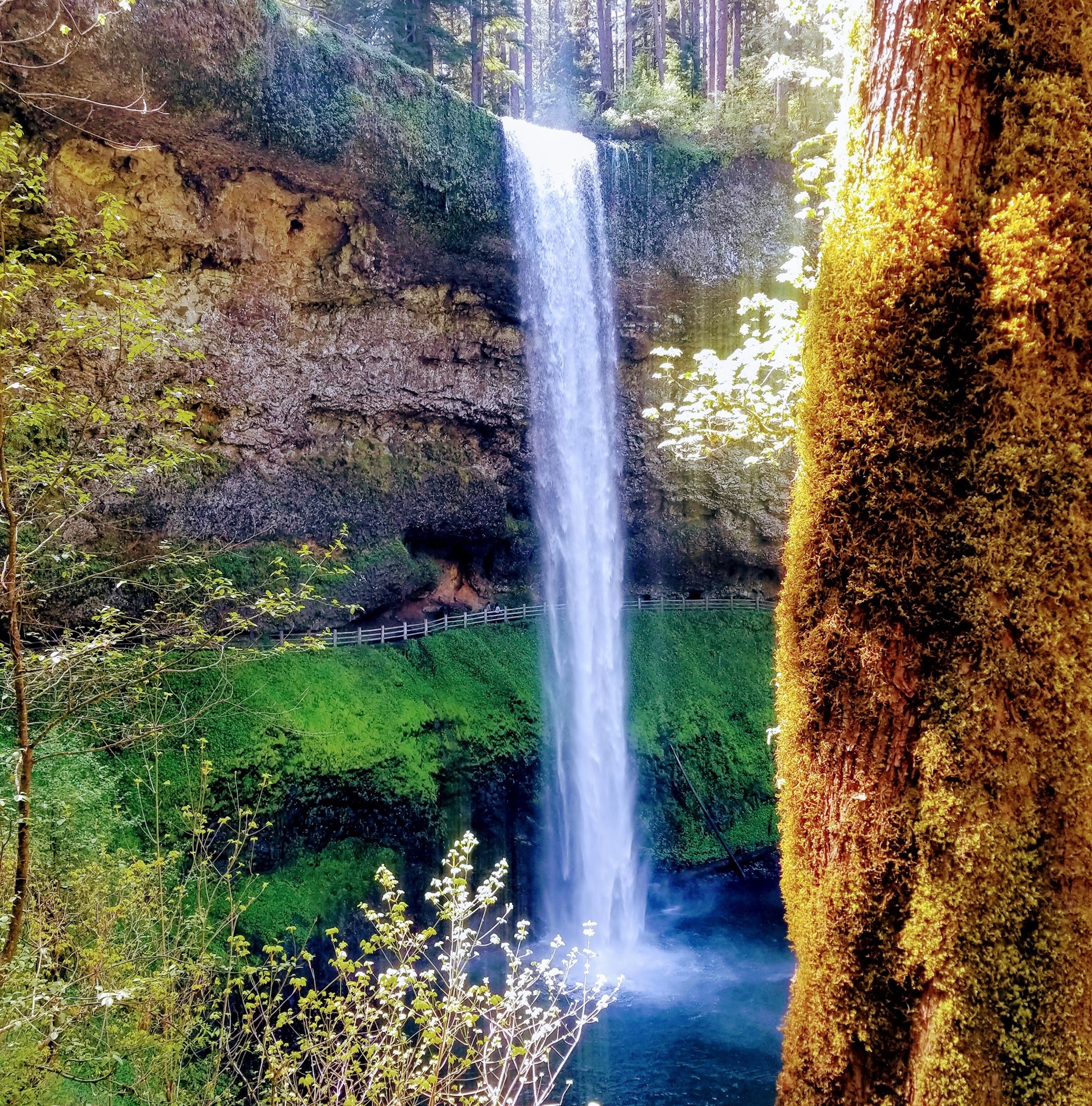 Many folks flock to... - Chehalem Ridge Bed & Breakfast | Facebook
