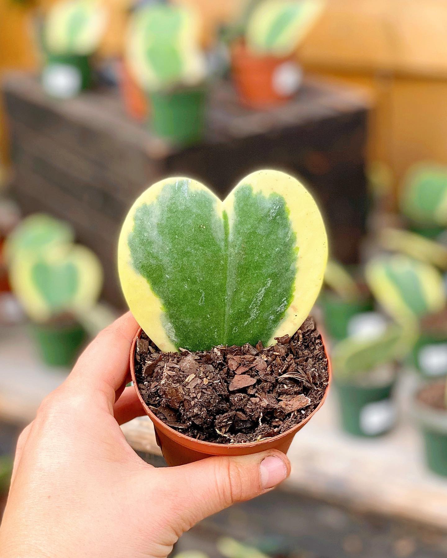 Look at these amazing new... - The Watering Can Flower Market | Facebook