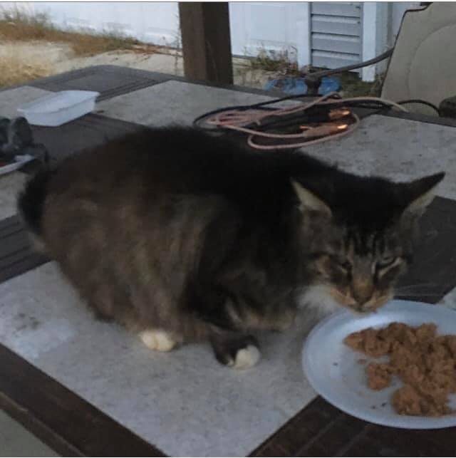 This Senior Cat Needs Our Help!... - Chicago Cat Rescue | Facebook