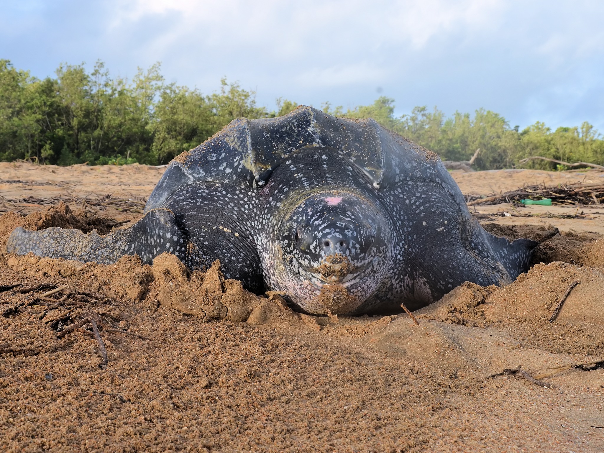American - Did you know? The leatherback sea turtle (Dermochelys ...