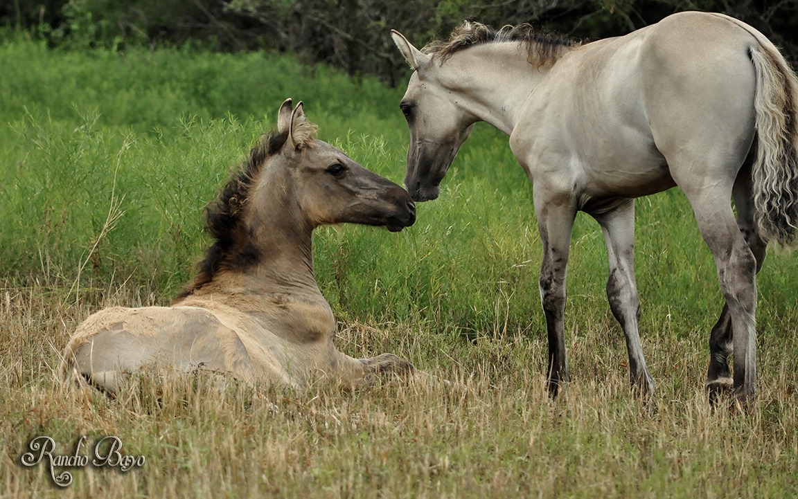 Rancho Bayo - Kiger foals Riata (Charro x Jessie) and Zorro (Patron x ...