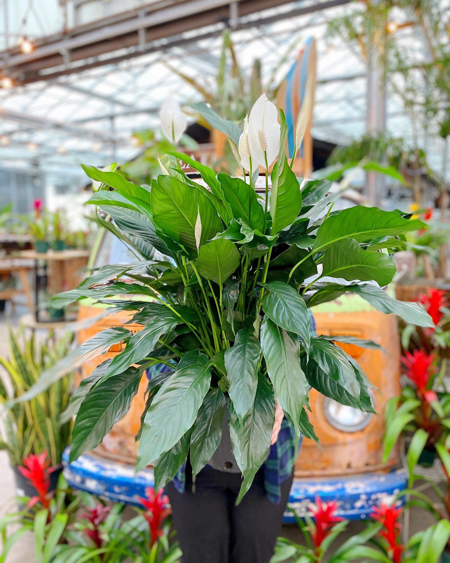 Happy Saturday everyone!... - The Watering Can Flower Market | Facebook
