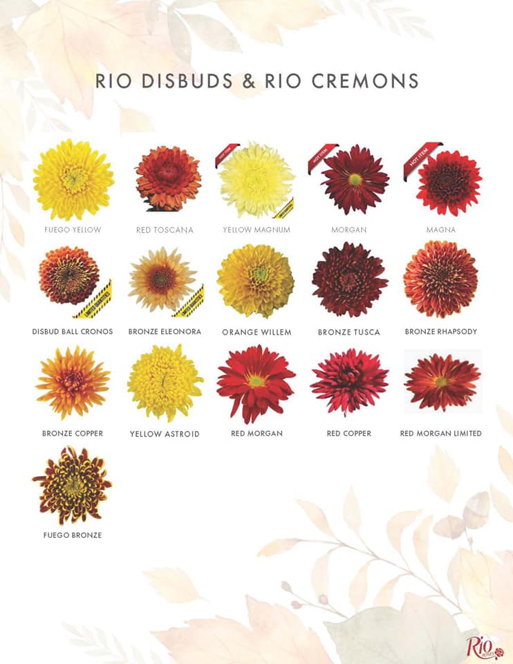 Rio Roses - Check our fall collection of Rio Disbuds & Rio...
