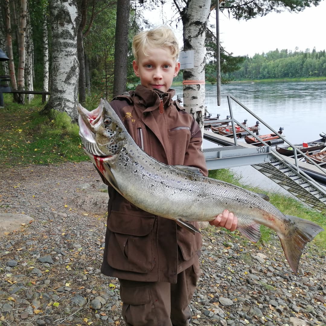 LappeanLohi - Topi ja Timo Riikonen saivat klo 18:30 lohen 5,16kg 83cm ...