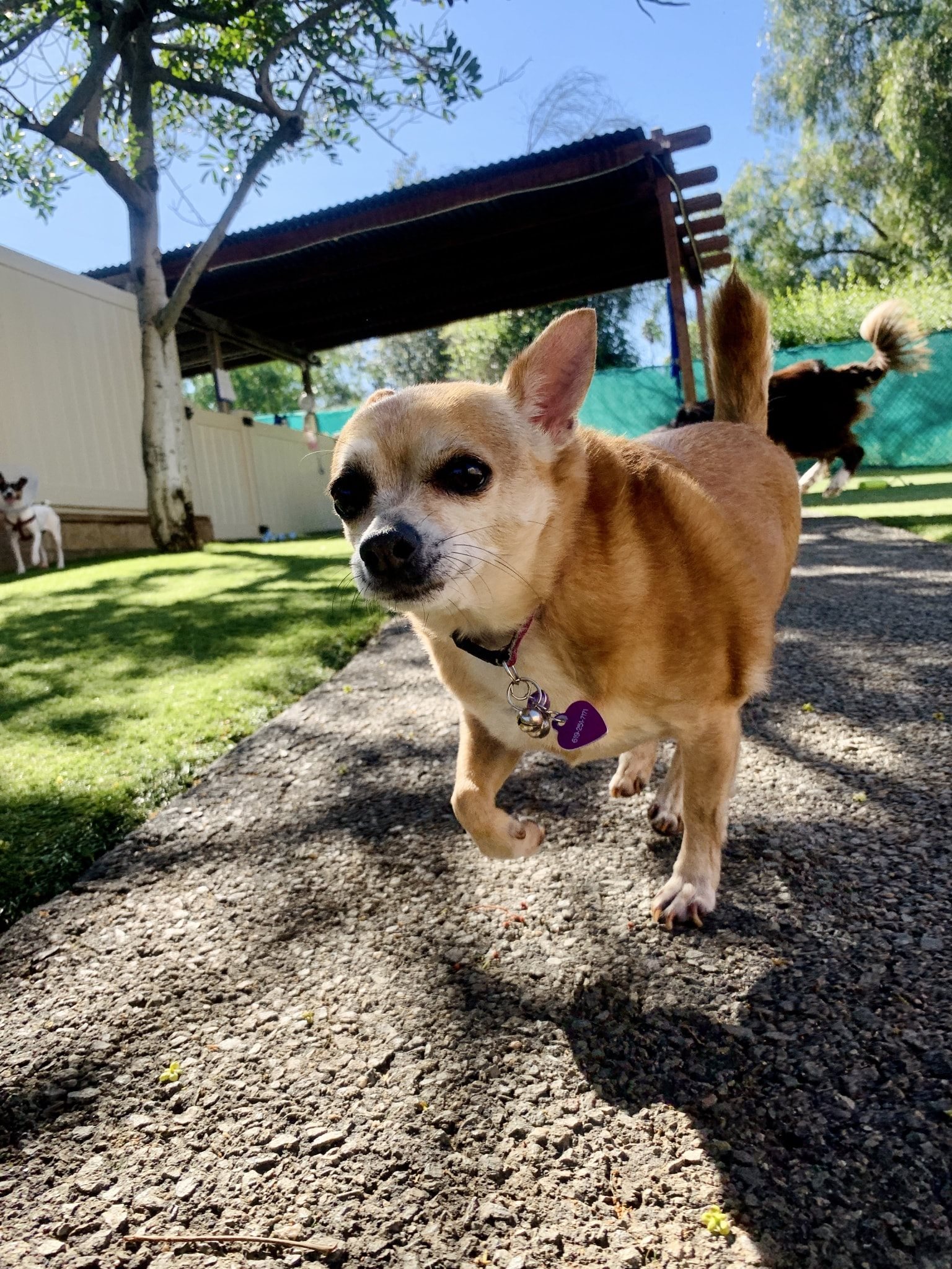 Spring Creek Kennel &... - Spring Creek Kennel & Cattery