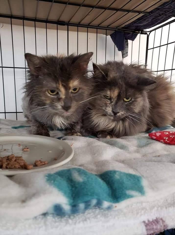 Tallulah and Evie.... - Last Chance Cat Ranch Lethbridge | Facebook