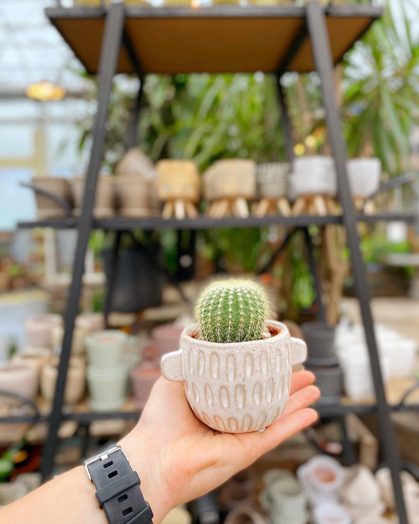 A new shipment of tiny... - The Watering Can Flower Market