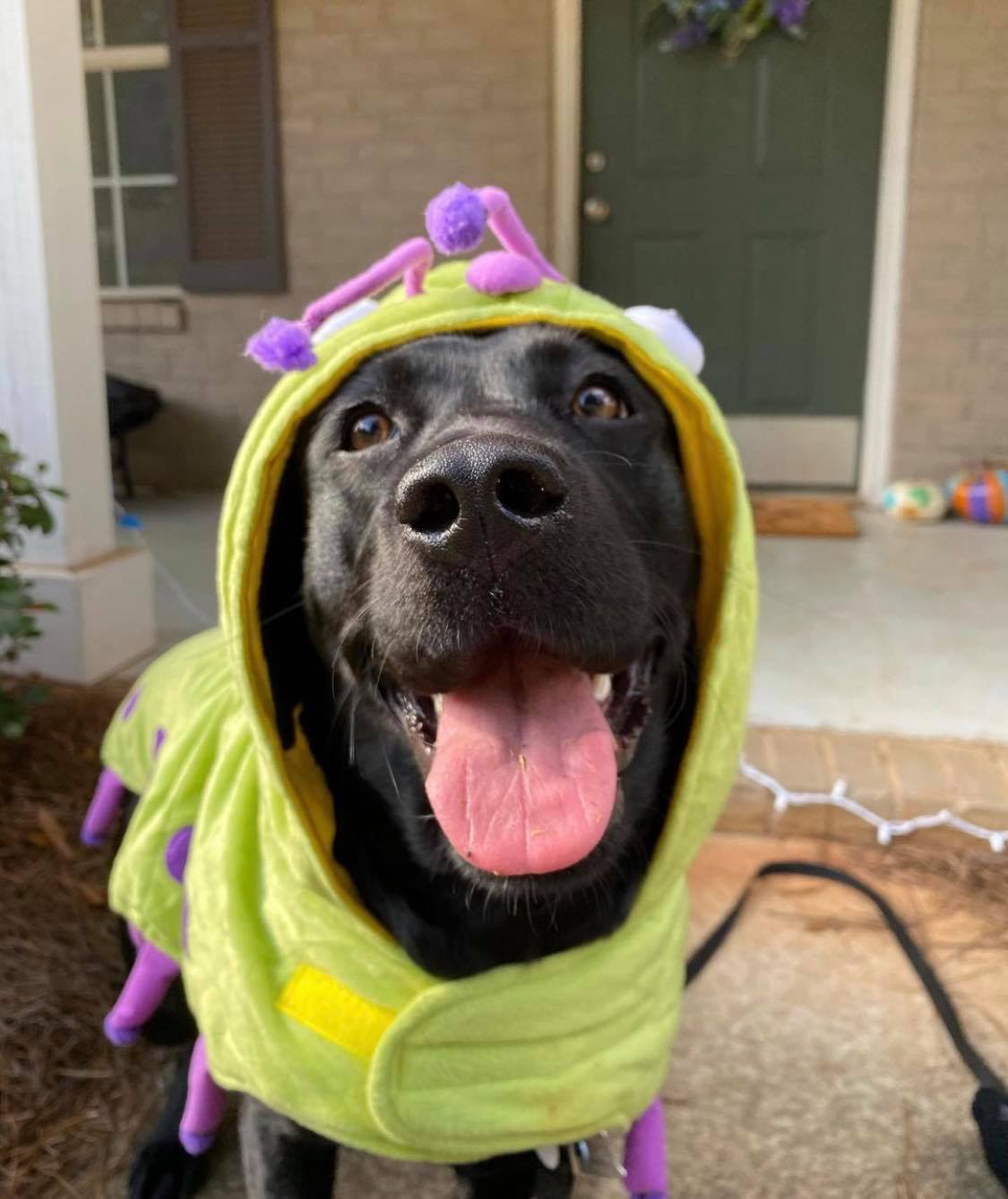 Happy Friday from... - Guide Dog Foundation for the Blind