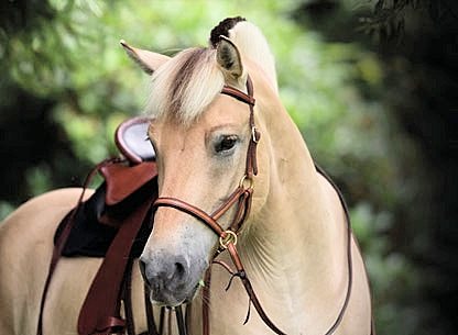 The Soft Feel Side Pull Bridle is... - Action Rider Tack