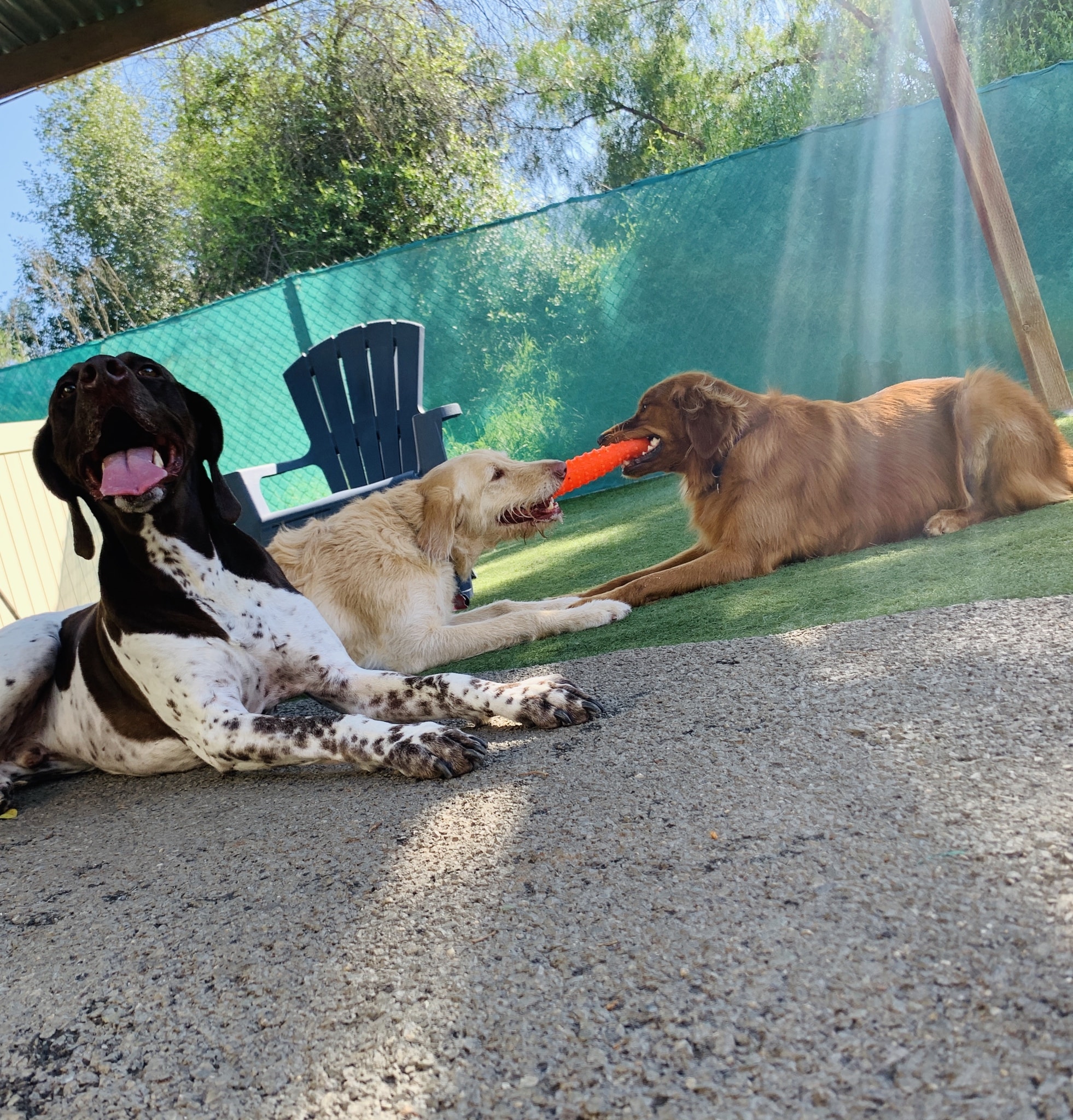 Spring Creek Kennel &... - Spring Creek Kennel & Cattery