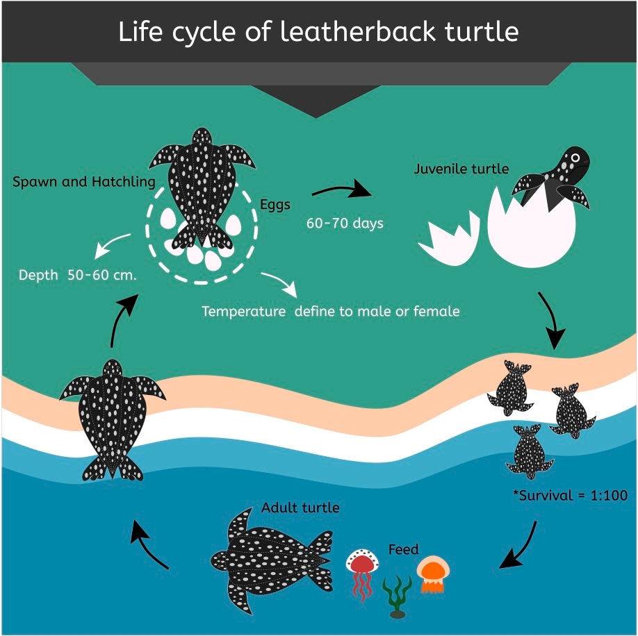 Sea - Leatherbacks are endangered. No large rookeries have been ...
