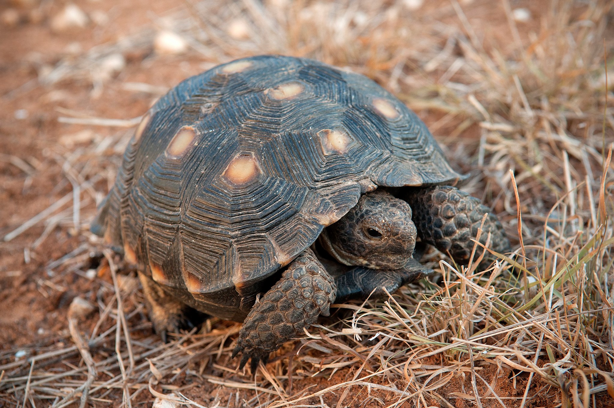 Texas Parks and Wildlife - The Texas Tortoise is found in south Texas ...