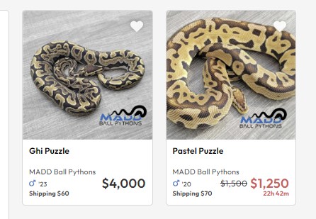 Madd Ball Pythons