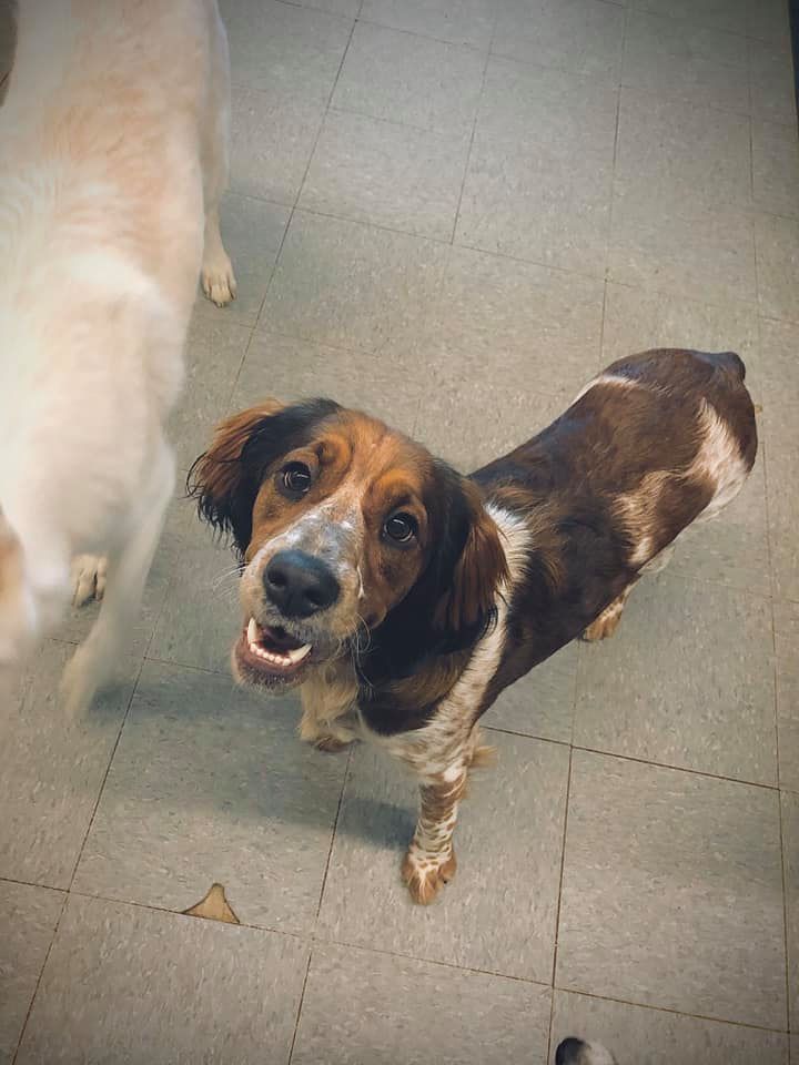 Dogs at Play - BIG happy birthday to MR. Nico poop🎈🎉🎁🎊 We... | Facebook
