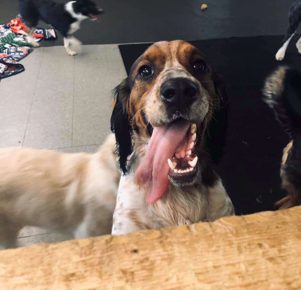 Dogs at Play - BIG happy birthday to MR. Nico poop🎈🎉🎁🎊 We... | Facebook