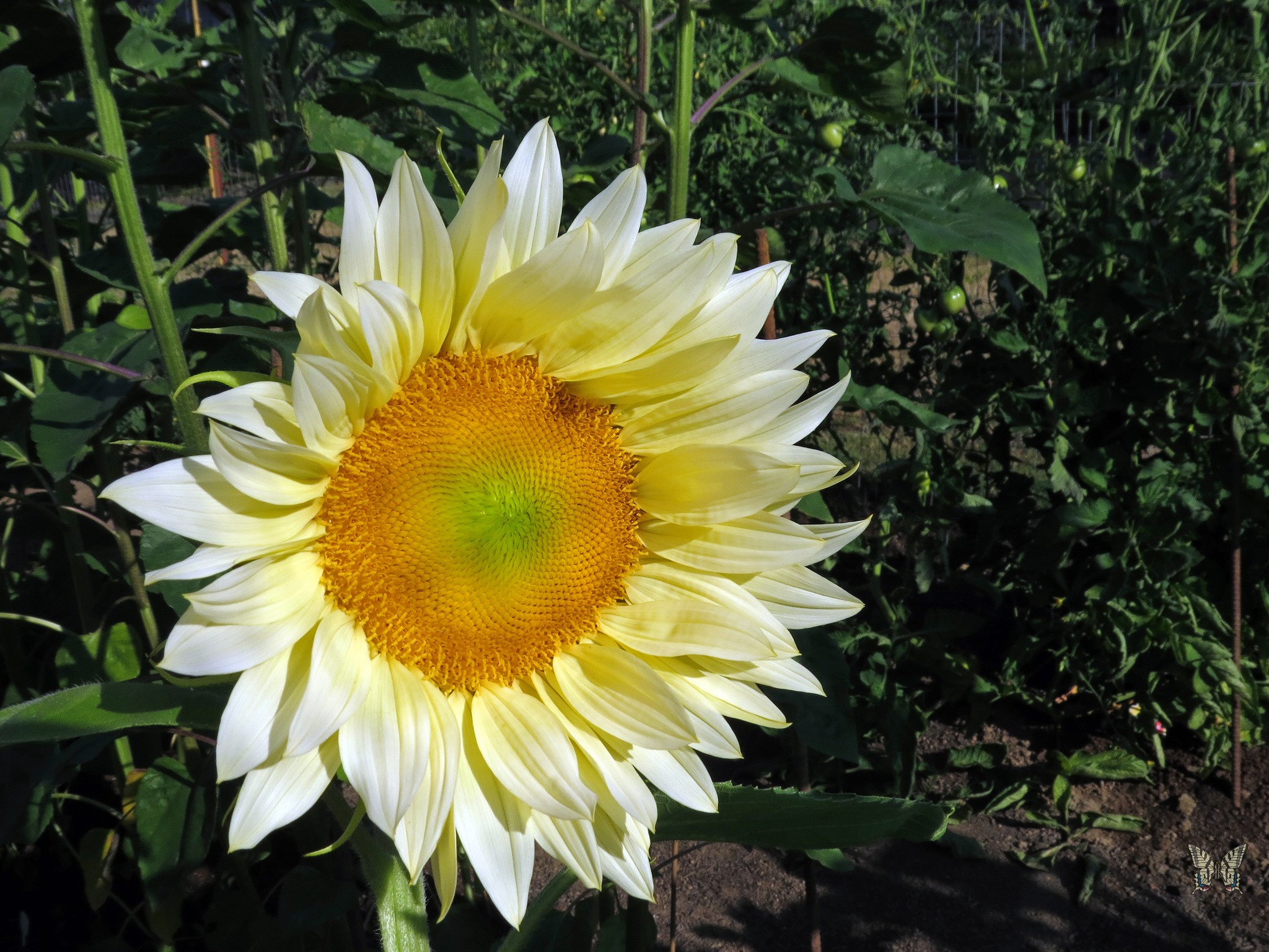 This year we added 14 new... - Swallowtail Garden Seeds