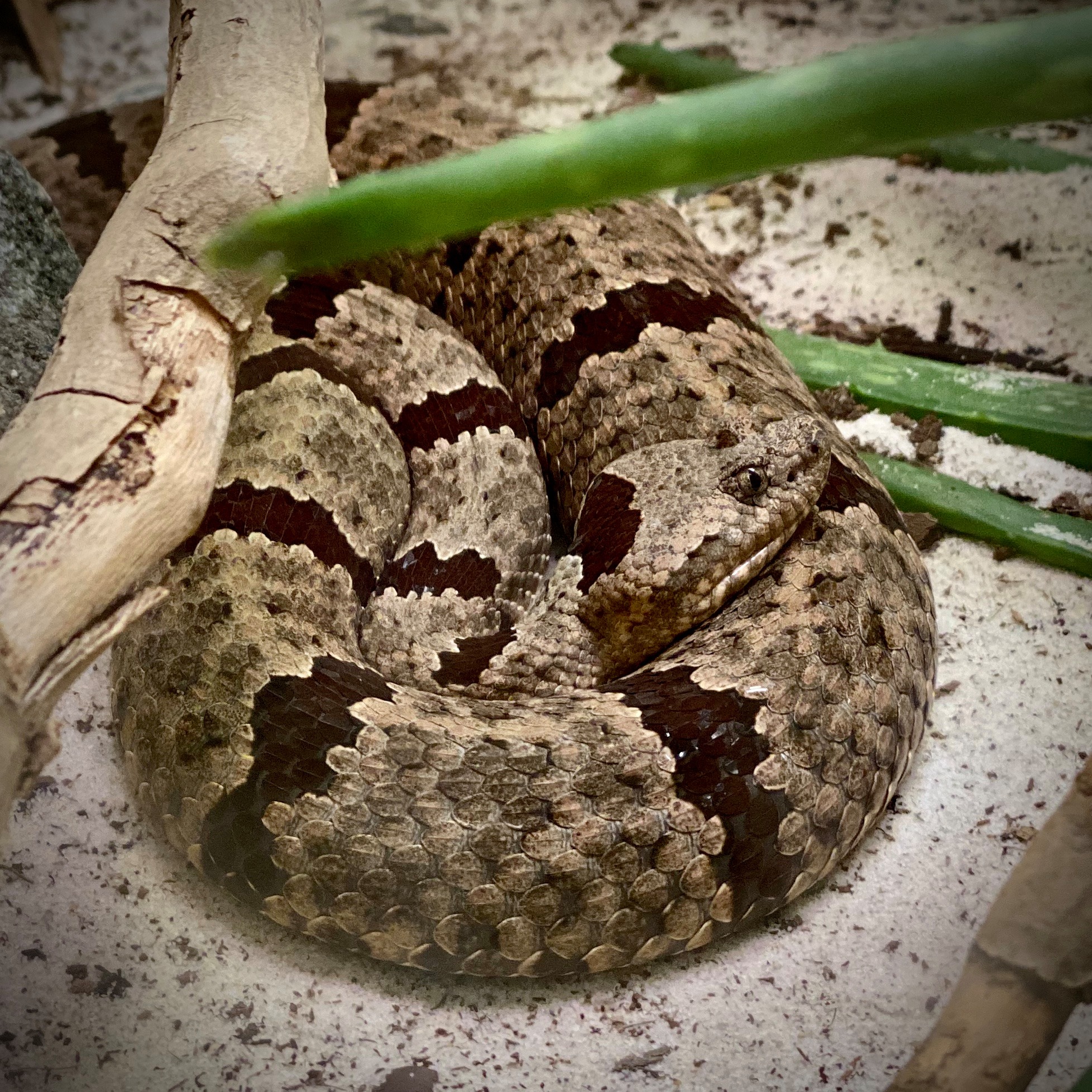 🐍👂 You might think the banded rock rattlesnake couldn't hear its own ...