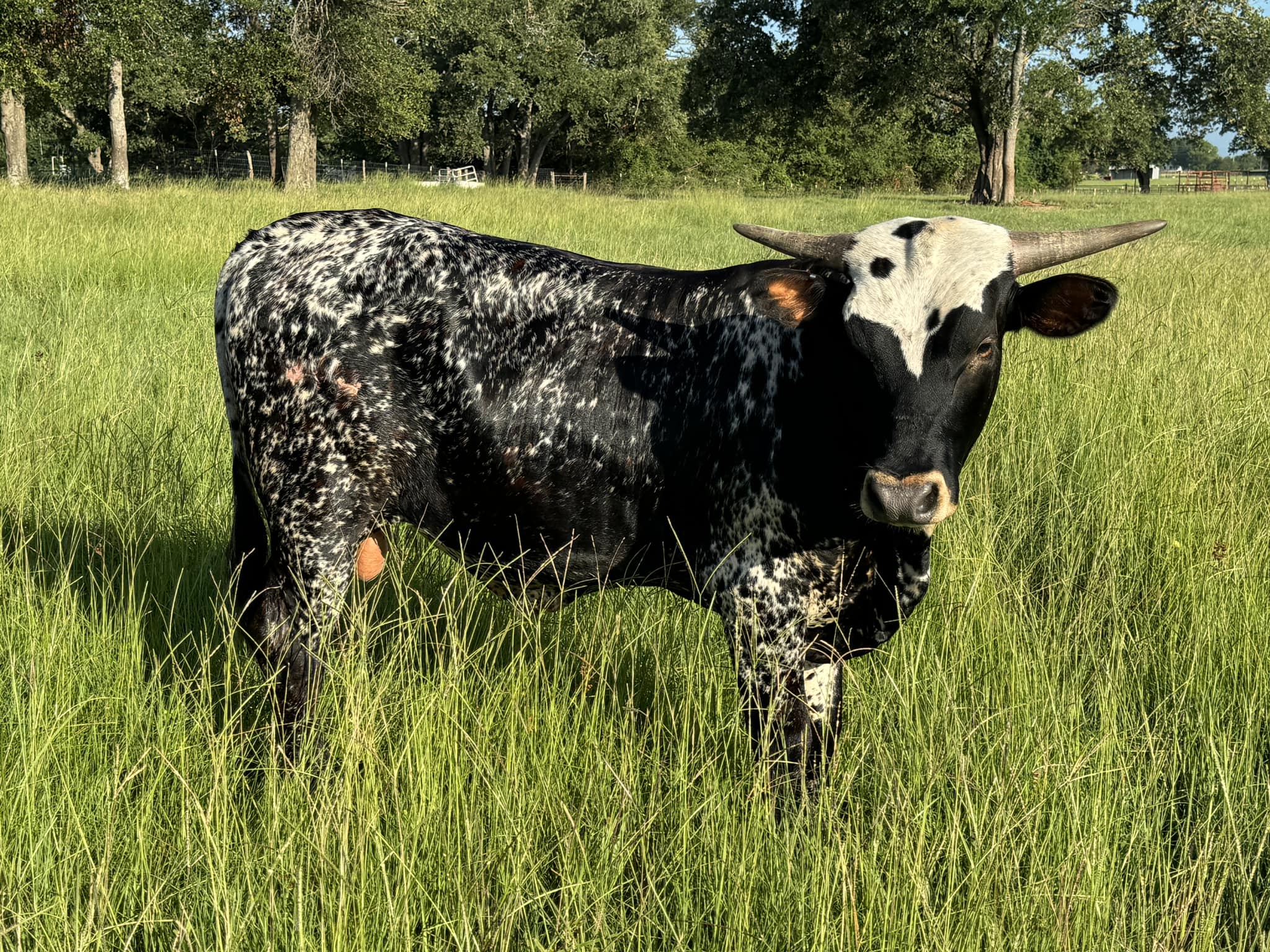 Comanche Rose Ranch | Groesbeck TX