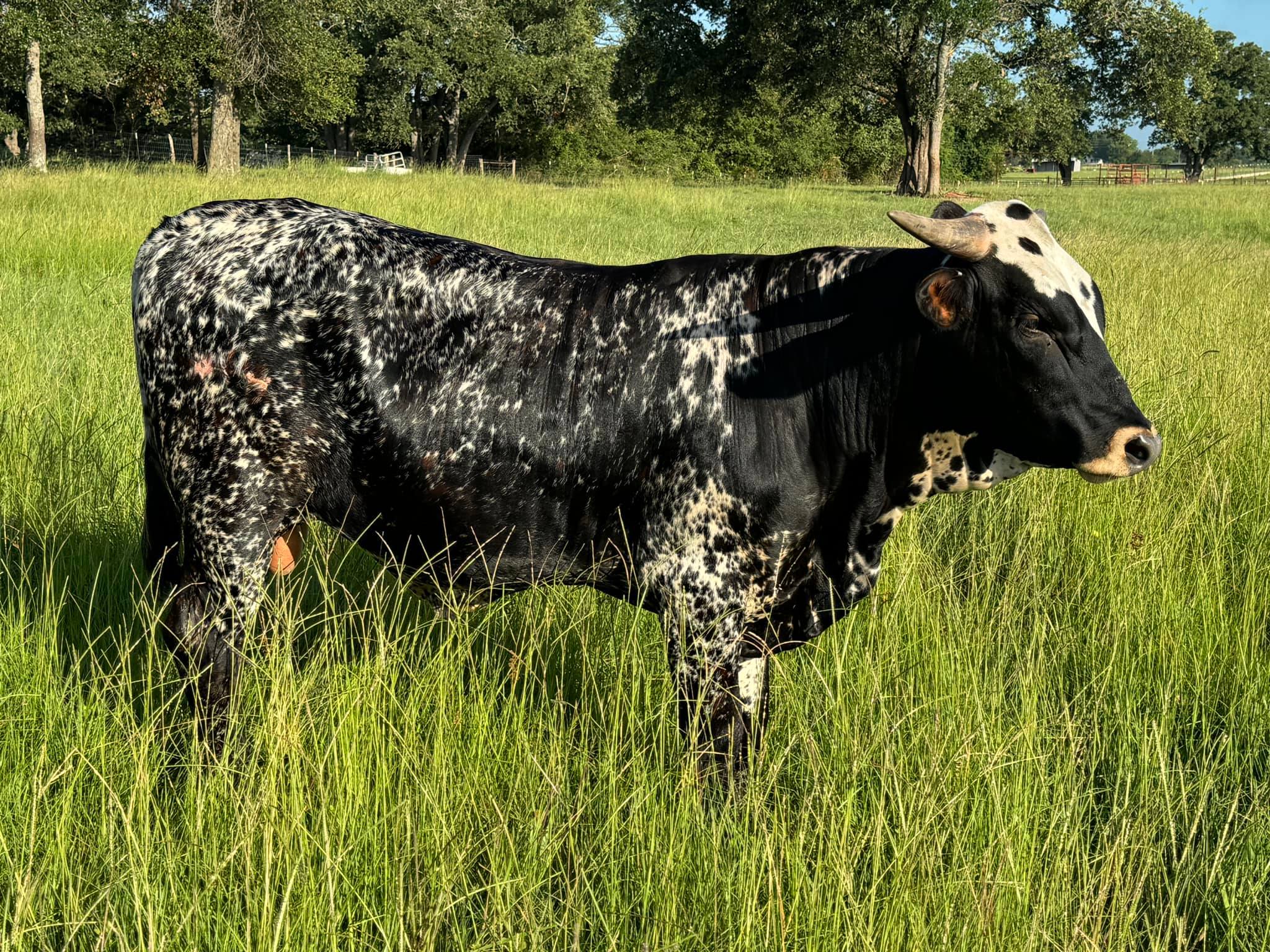 Comanche Rose Ranch | Groesbeck TX