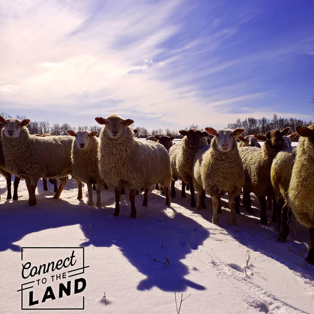 Topsy Farms - Spring The sound of chirping birds and dripping eves ...