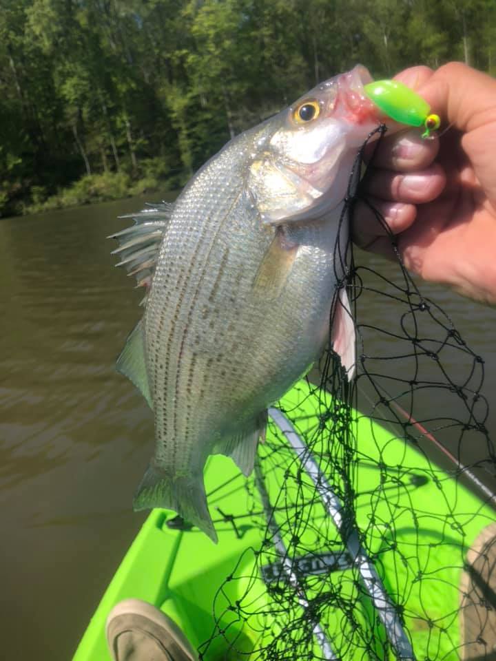 ugly stik bass rod white Carbon Walleye Casting Rods that act like skittish thoroughbreds instead of unshod workhorses Ugly Stik Lite PRO Spinning