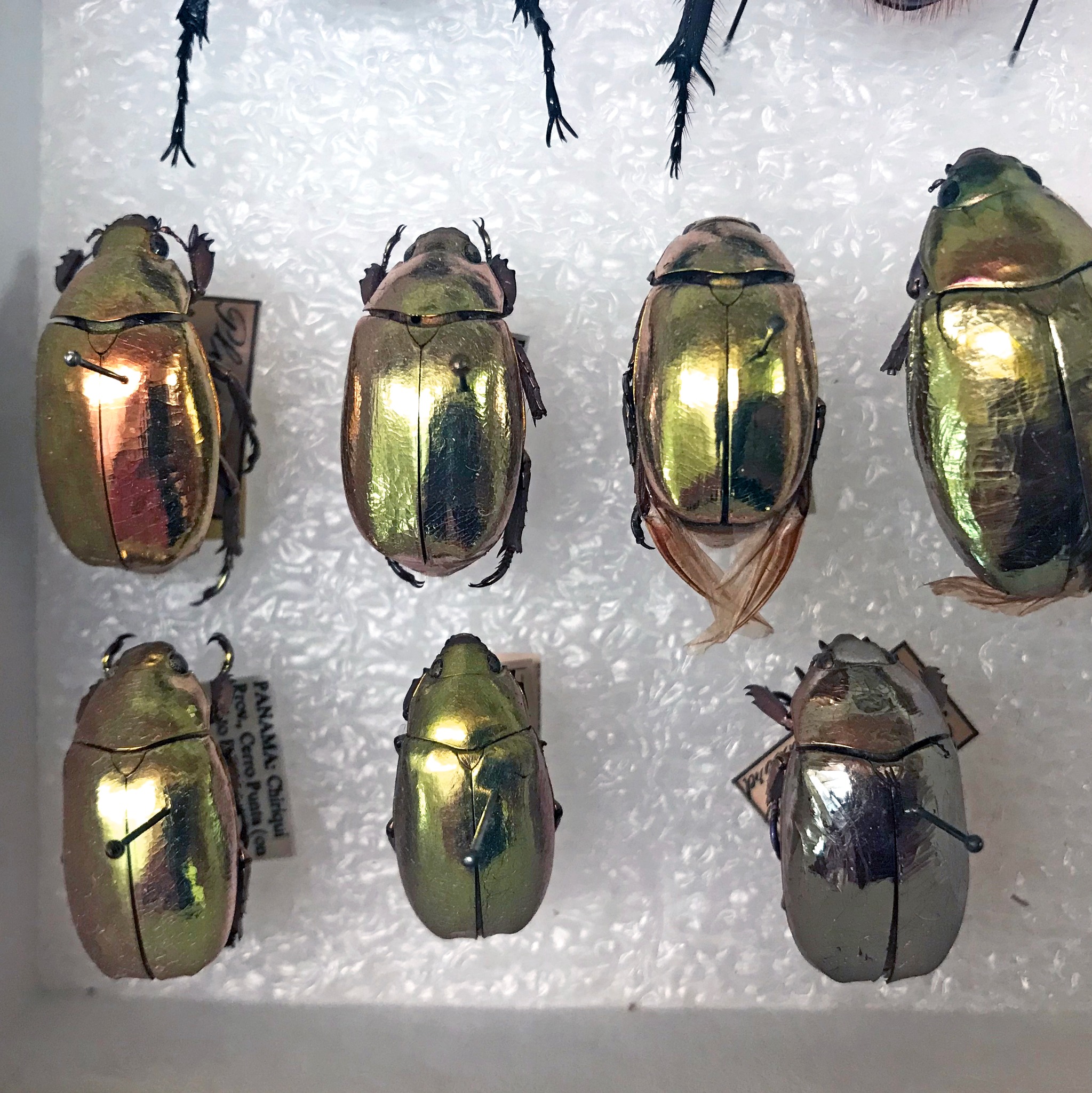 Field Museum - These brightly-colored beetles and bees may...