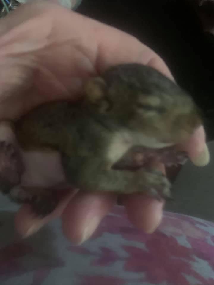 Ark Angels Wildlife Rescue, Inc | Tavernier FL